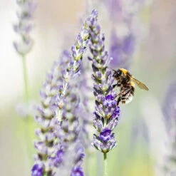 Lavendel, Lilablau Topf-Ø 19 Cm, 2er-Set -Madison Verkäufe 0319200090 lavendel test 124765