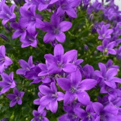 Glockenblume 'Ambella® Purple' Lilablau, Topf-Ø 15 Cm, 3er-Set -Madison Verkäufe 0319200106 campanula portenschlagiana ambella purple 6 125043