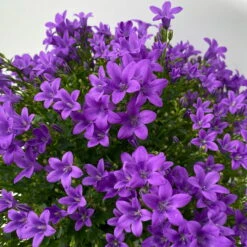 Glockenblume 'Ambella® Purple' Lilablau, Topf-Ø 15 Cm, 3er-Set -Madison Verkäufe 0319200106 campanula portenschlagiana ambella purple 8 125042