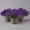 Glockenblume 'Ambella® Purple' Lilablau, Topf-Ø 15 Cm, 3er-Set 2 Glockenblume 'Ambella® Purple' Lilablau, Topf-Ø 15 Cm, 3er-Set -Madison Verkäufe 0319200106 campanula portenschlagiana ambella purple t 126068