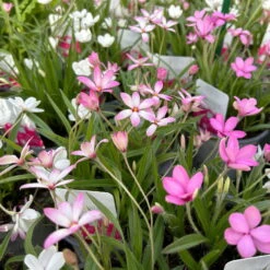 Grasstern, Farbe Zufällig, Topf-Ø 13 Cm, 3er-Set -Madison Verkäufe 0319200119 rhodohypoxis mix 3 122206