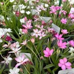 Grasstern, Farbe Zufällig, Topf-Ø 13 Cm, 3er-Set -Madison Verkäufe 0319200119 rhodohypoxis mix 4 122205