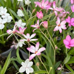 Grasstern, Farbe Zufällig, Topf-Ø 13 Cm, 6er-Set -Madison Verkäufe 0319200119 rhodohypoxis mix 5 122204 1