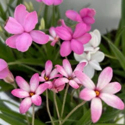 Grasstern, Farbe Zufällig, Topf-Ø 13 Cm, 3er-Set -Madison Verkäufe 0319200119 rhodohypoxis mix 7 122203