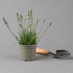 Lavendel Weiß, Topf-Ø 13 Cm, 6er-Set -Madison Verkäufe 0319200155 0319200156 lavandula angustifolia weiss 1 124065