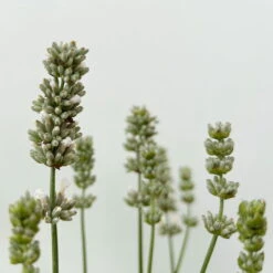 Lavendel Weiß, Topf-Ø 13 Cm, 6er-Set -Madison Verkäufe 0319200155 0319200156 lavandula angustifolia weiss 8 123846
