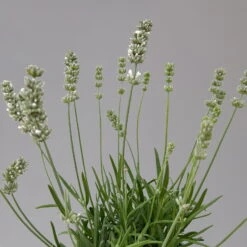 Lavendel Weiß, Topf-Ø 13 Cm, 6er-Set -Madison Verkäufe 0319200155 0319200156 lavandula angustifolia weiss 9 124066