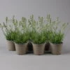 Lavendel Weiß, Topf-Ø 13 Cm, 6er-Set 2 Lavendel Weiß, Topf-Ø 13 Cm, 6er-Set -Madison Verkäufe 0319200156 lavandula angustifolia weiss 124067