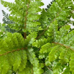 Japanischer Schildfarn, Topf-Ø 17 Cm, 2er-Set 12 Japanischer Schildfarn, Topf-Ø 17 Cm, 2er-Set -Madison Verkäufe 0319200160 polystichum polyblepharum 11 125048