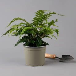 Japanischer Schildfarn, Topf-Ø 17 Cm, 2er-Set 11 Japanischer Schildfarn, Topf-Ø 17 Cm, 2er-Set -Madison Verkäufe 0319200160 polystichum polyblepharum f 126033