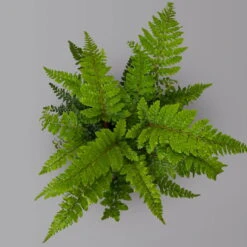 Japanischer Schildfarn, Topf-Ø 17 Cm, 2er-Set 10 Japanischer Schildfarn, Topf-Ø 17 Cm, 2er-Set -Madison Verkäufe 0319200160 polystichum polyblepharum1 125900