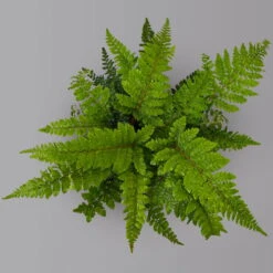 Japanischer Schildfarn, Topf-Ø 17 Cm, 2er-Set 13 Japanischer Schildfarn, Topf-Ø 17 Cm, 2er-Set -Madison Verkäufe 0319200160 polystichum polyblepharum 125899