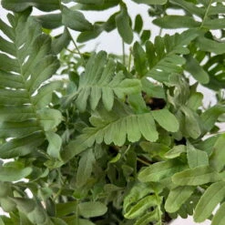 Gewöhnlicher Tüpfelfarn, Topf-Ø 17 Cm, 2er-Set -Madison Verkäufe 0319200161 polypodium vulgare 5 125049