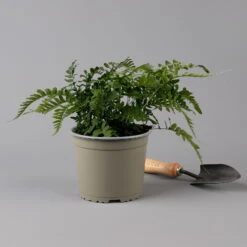 Gewöhnlicher Tüpfelfarn, Topf-Ø 17 Cm, 2er-Set -Madison Verkäufe 0319200161 polypodium vulgare f 126035