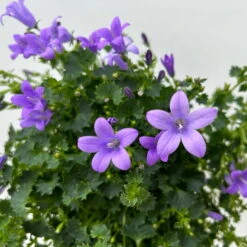 Glockenblume 'Ambella® Lavender' Hellviolett, Topf-Ø 15 Cm, 3er-Set -Madison Verkäufe 0319200206 Campanula portenschl Ambella Lavender hellviolett T15 3er Set 12 126552
