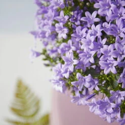 Glockenblume 'Ambella® Lavender' Hellviolett, Topf-Ø 15 Cm, 3er-Set -Madison Verkäufe 0319200206 Campanula portenschl Ambella Lavender hellviolett T15 3er Set 15 126553