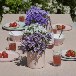 Glockenblume 'Ambella® Lavender' Hellviolett, Topf-Ø 15 Cm, 3er-Set -Madison Verkäufe 0319200206 Campanula portenschl Ambella Lavender hellviolett T15 3er Set 16 126555