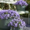 Glockenblume 'Ambella® Lavender' Hellviolett, Topf-Ø 15 Cm, 3er-Set -Madison Verkäufe 0319200206 Campanula portenschl Ambella Lavender hellviolett T15 3er Set 17 126551