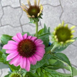 Echinacea Purpurea 'Magnus' Purpurrosa, Topf 3 Liter -Madison Verkäufe 0320104262 Echinacea purpurea Magnus 3Liter purpurrosa 8 126726