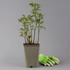 Pfingstrose, Paeonia Lactiflora 'Shirley Temple', Zartrosa, Topf 3 L -Madison Verkäufe 0320106691 poeonia shirley temple 123865