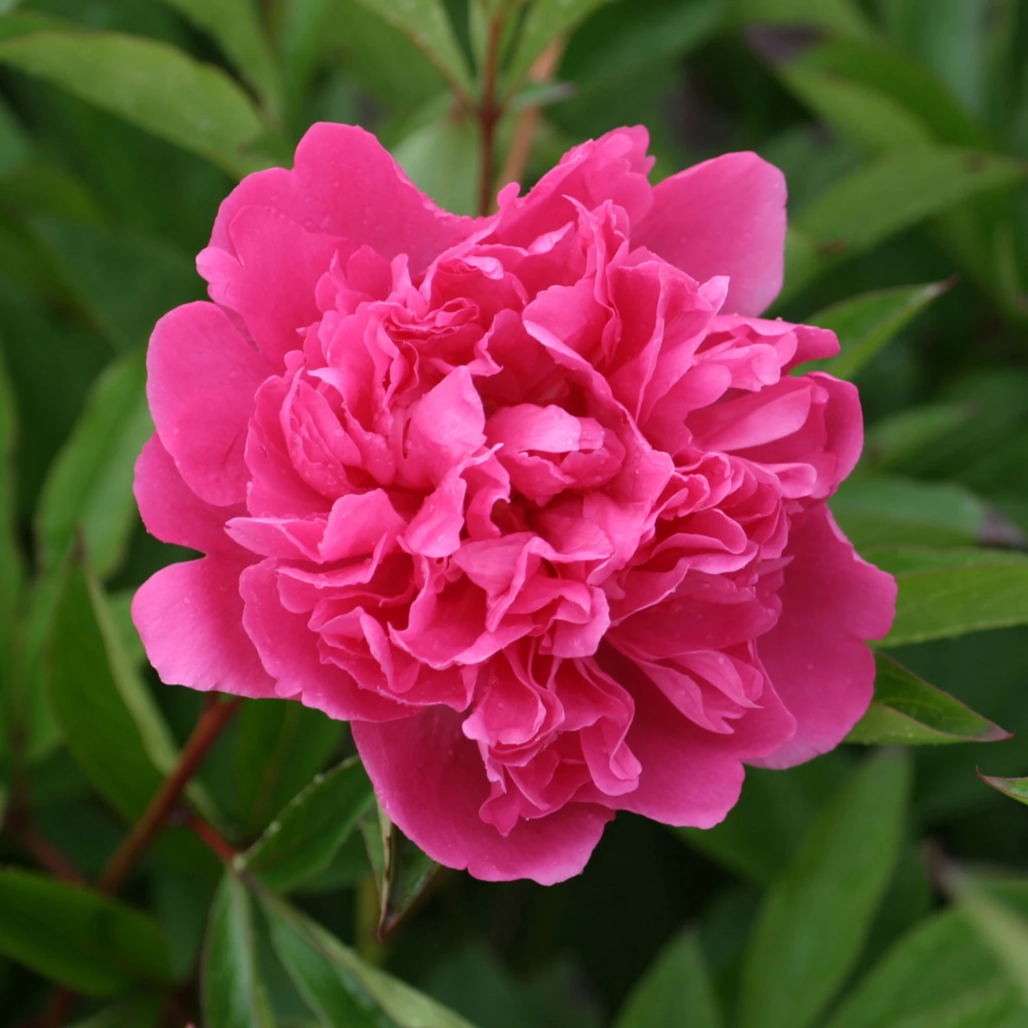 Pfingstrose 'Victoire De La Marne' Rot, Topf 3 Liter 8 Pfingstrose 'Victoire De La Marne' Rot, Topf 3 Liter – Bild 6