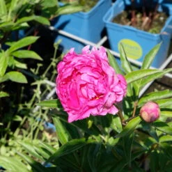 Pfingstrose 'Victoire De La Marne' Rot, Topf 3 Liter 12 Pfingstrose 'Victoire De La Marne' Rot, Topf 3 Liter -Madison Verkäufe 0320106810 Paeonia lac Victoire de la Marne leuchtend rot 2 2 112437