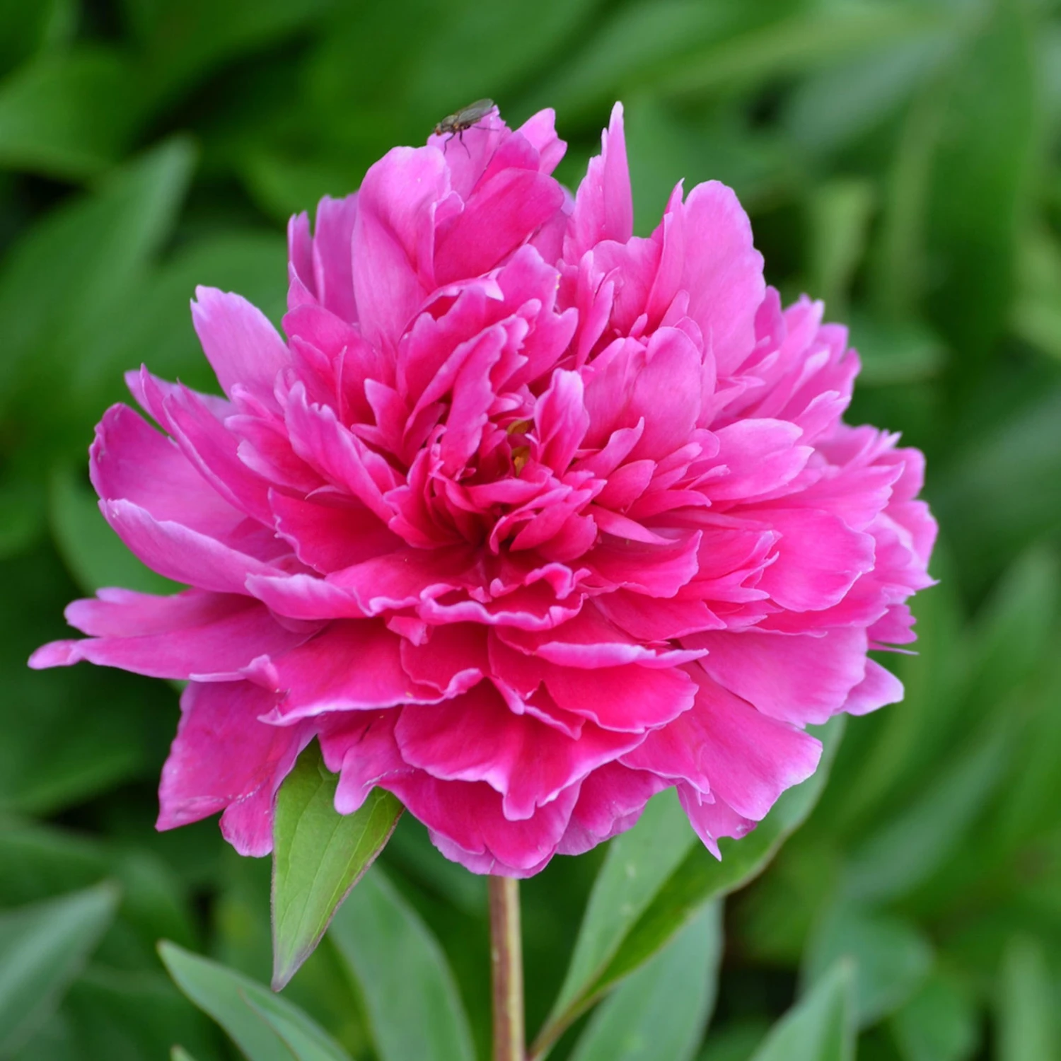 Pfingstrose 'Victoire De La Marne' Rot, Topf 3 Liter 7 Pfingstrose 'Victoire De La Marne' Rot, Topf 3 Liter – Bild 5