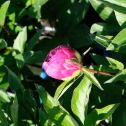 Pfingstrose 'Victoire De La Marne' Rot, Topf 3 Liter 13 Pfingstrose 'Victoire De La Marne' Rot, Topf 3 Liter -Madison Verkäufe 0320106810 Paeonia lac Victoire de la Marne leuchtend rot 3 112436