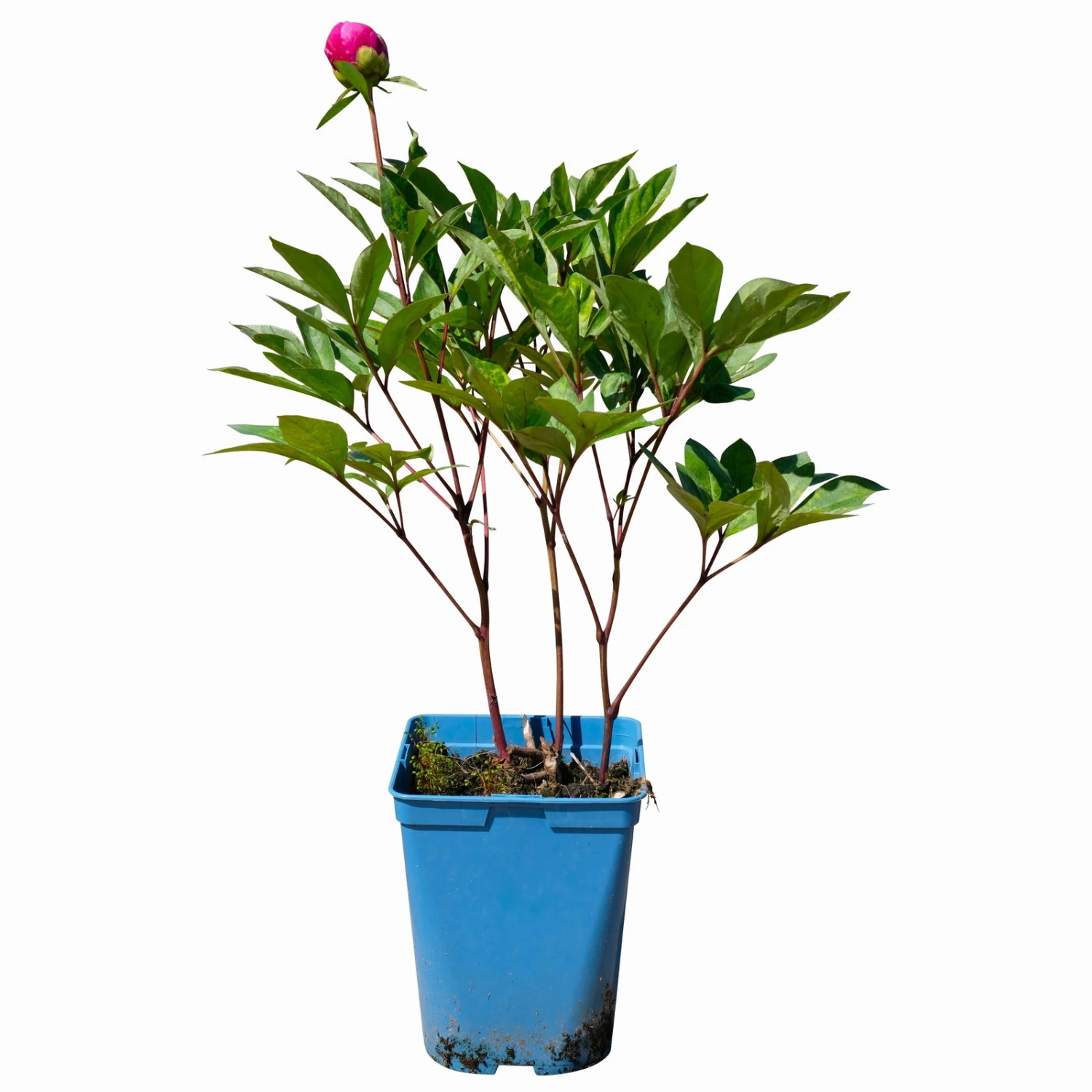 Pfingstrose 'Victoire De La Marne' Rot, Topf 3 Liter 3 Pfingstrose 'Victoire De La Marne' Rot, Topf 3 Liter