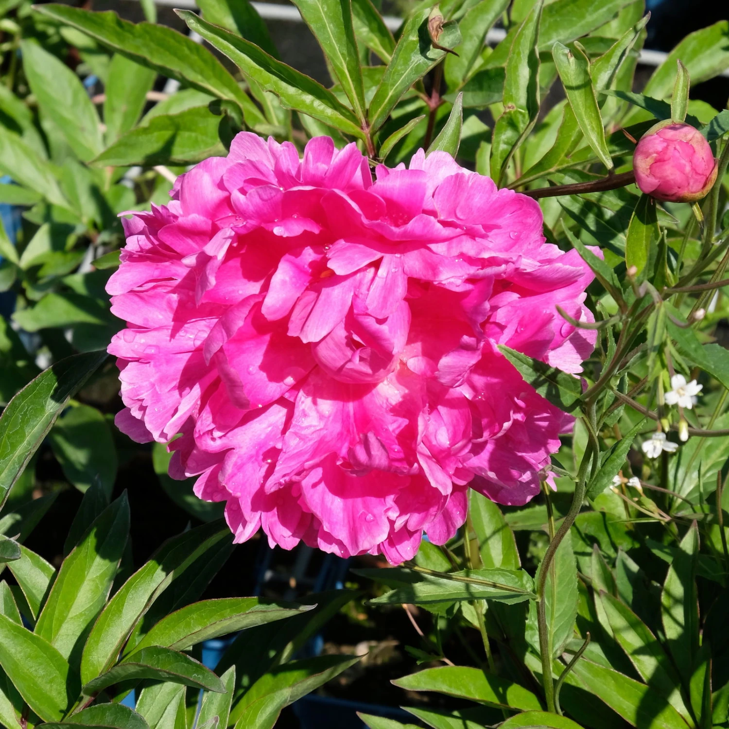 Pfingstrose 'Victoire De La Marne' Rot, Topf 3 Liter 4 Pfingstrose 'Victoire De La Marne' Rot, Topf 3 Liter – Bild 2