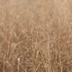 Bio Rutenhirse 'Heavy Metal', Topf 5 Liter -Madison Verkäufe 0320300777 Panicum virgatum Heavy Metal KB 5Ltr Cont1 78152