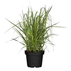 Bio Rutenhirse 'Heavy Metal', Topf 5 Liter -Madison Verkäufe 0320300777 Panicum virgatum Heavy Metal KB 5Ltr Cont2 78151
