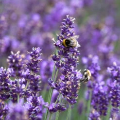 Lavendel 'Hidcote Blue', Dunkel-blauviolett, Topf-Ø 23 Cm -Madison Verkäufe 0320500484 Lavandula ang Hidcote Bluete 1 111619