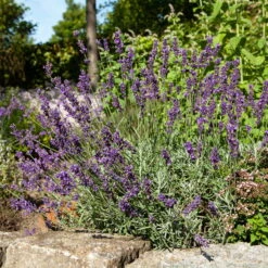 Lavendel 'Hidcote Blue', Dunkel-blauviolett, Topf-Ø 23 Cm -Madison Verkäufe 0320500484 Lavandula ang Hidcote Bluete 3 111620