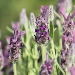 Schopflavendel 'Anouk', 6er-Set, Topf 10,5 Cm Ø -Madison Verkäufe 0320500698 Lavandula stoechas Anouk 10cm Topf Portugal2 67996