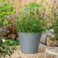 Lavendel, Lilablau Topf-Ø 19 Cm, 2er-Set -Madison Verkäufe 0320500730 Lavandula angustifolia 1 88402