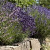 Lavendel, Lilablau Topf-Ø 19 Cm, 2er-Set -Madison Verkäufe 0320500730 Lavandula angustifolia 2 88403
