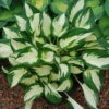 Funkie 'Fire And Ice' Lavendel, Topf-Ø 11 Cm, 3er-Set -Madison Verkäufe 0320600088 Hosta Fire Ice 44352