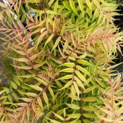 Niedrige Fiederspiere, Sorbaria Sorbifolia 'Sem'(s), Cremeweiß, Topf 5 L -Madison Verkäufe 0410110400 Sorbaria sorbifolia Sem 2 92656