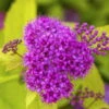 Gelbblättrige Zwergsommerspiere 'Golden Princess', Purpurrosa, Topf 5 Liter 2 Gelbblättrige Zwergsommerspiere 'Golden Princess', Purpurrosa, Topf 5 Liter -Madison Verkäufe 0410111010 Spiraea jap Golden Princess Co 5 lt 1 93698