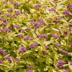 Gelbblättrige Zwergsommerspiere 'Golden Princess', Purpurrosa, Topf 5 Liter -Madison Verkäufe 0410111010 Spiraea jap Golden Princess Co 5 lt 2 93699