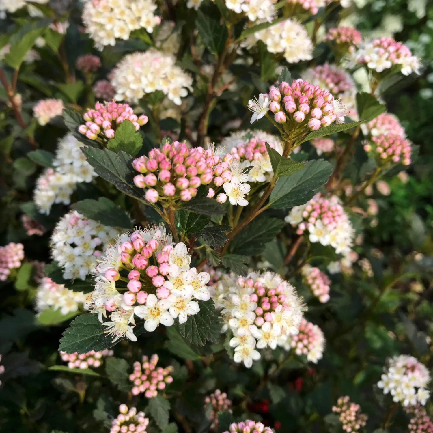 Kleinblättrige Rote Blasenspiere 'Tiny Wine'®, Höhe 30-40 Cm, Topf 5 Liter 3 Kleinblättrige Rote Blasenspiere 'Tiny Wine'®, Höhe 30-40 Cm, Topf 5 Liter