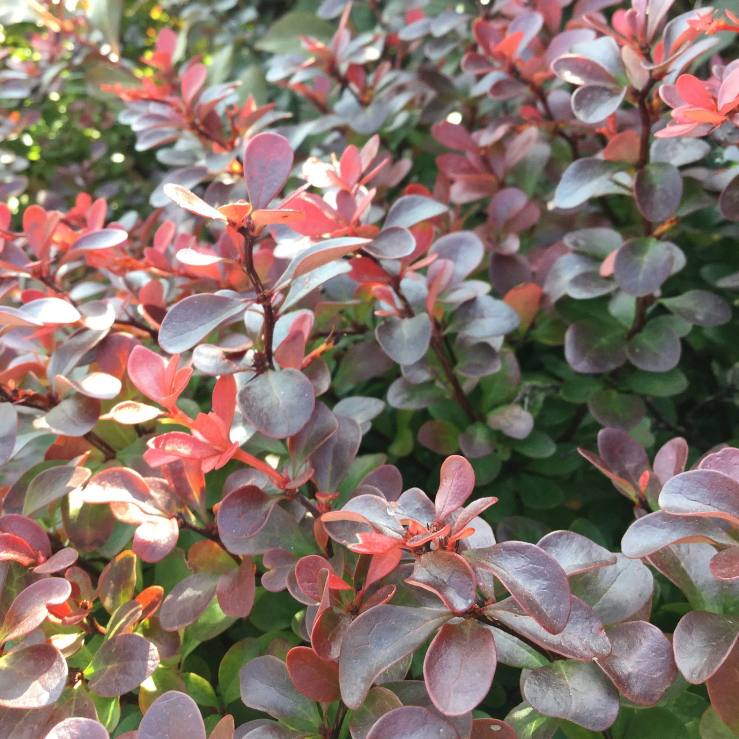 Rote Heckenberberitze, 2er-Set, Höhe 60-80 Cm Topf Je 7,5 Liter 4 Rote Heckenberberitze, 2er-Set, Höhe 60-80 Cm Topf Je 7,5 Liter – Bild 2
