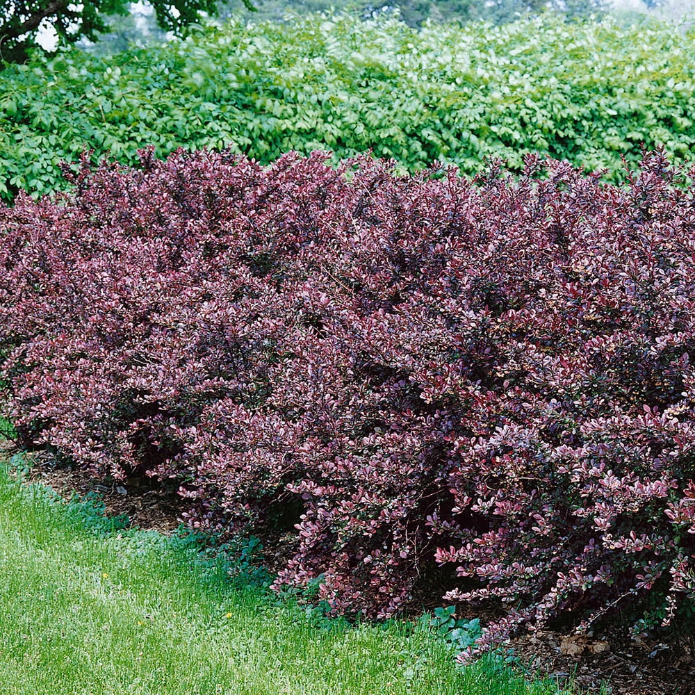 Rote Heckenberberitze, 2er-Set, Höhe 60-80 Cm Topf Je 7,5 Liter 3 Rote Heckenberberitze, 2er-Set, Höhe 60-80 Cm Topf Je 7,5 Liter