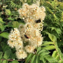 Niedrige Fiederspiere, Sorbaria Sorbifolia 'Sem'(s), Cremeweiß, Topf 5 L -Madison Verkäufe 0410111307 0410110400 0410440084 Sorbaria sorbifolia Sem 116395
