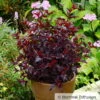 Schwarzrote Blasenspiere 'All Black'®, Im 5 Liter Topf -Madison Verkäufe 0410111653 Physocarpus op All Black 2 93042