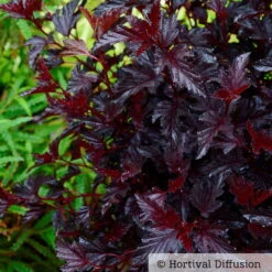 Schwarzrote Blasenspiere 'All Black'®, Im 5 Liter Topf -Madison Verkäufe 0410111653 Physocarpus op All Black 3 93044