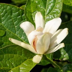 Gewürzstrauch-Set Rot-Weiß, 2er-Set, Höhe 60-80 Cm, Topf 7,5 Liter -Madison Verkäufe 0410112620 Calycanthus Venus Detail Bluete 2 z 119693