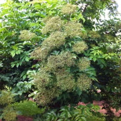 Schwarzer Holunder 'Haidegg 17', 3er-Set, Höhe 40-60 Cm, Topf 5 Liter -Madison Verkäufe 0410112659 Sambucus Haidegg 3er Set 1 111723