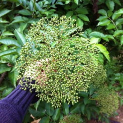 Schwarzer Holunder 'Haidegg 17', 3er-Set, Höhe 40-60 Cm, Topf 5 Liter -Madison Verkäufe 0410112659 Sambucus Haidegg 3er Set 2 111724